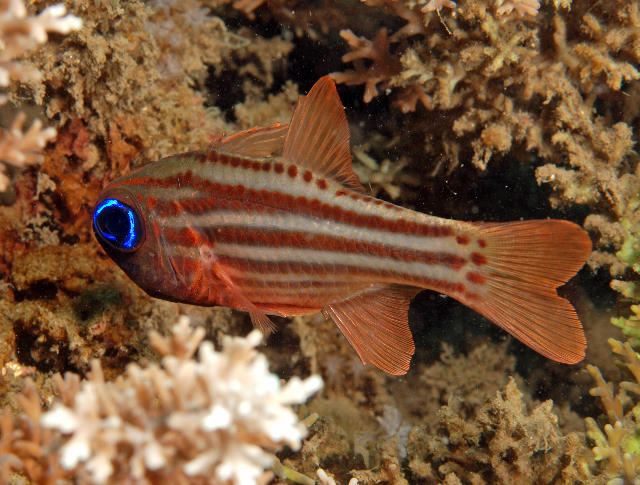 Apogon compressus (Pesce cardinale spezzato)